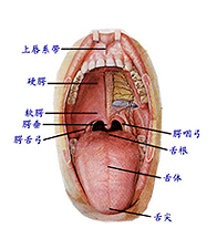 口腔癌